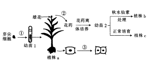 圖中培育多倍體玉米植株b的原理是秋水仙素能夠抑制紡錘體的形成b.