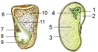 观察菜豆种子和玉米种子的结构图依图回答下列问题