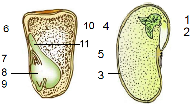 觀察菜豆種子和玉米種子的結構圖依圖回答下列問題