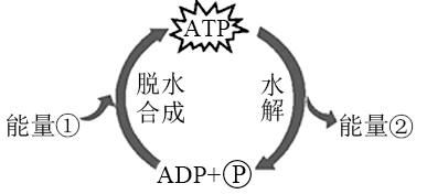 生命活动的顺利进行与atpadp循环有关该循环如图所示下列叙述正确的是