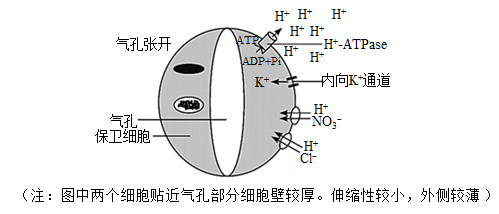 P型质子泵图片