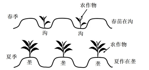 垄作即是在高于地面的土壤.