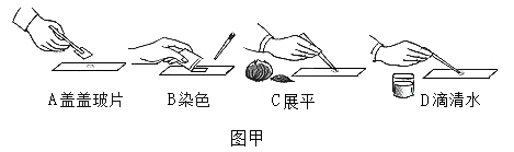 玻片標本的操作和使用顯微鏡進行觀察到的細胞下列相關敘述錯誤的是