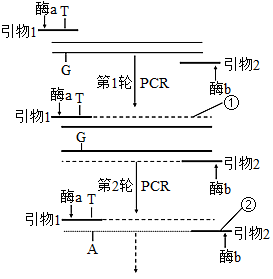 pcr过程三次循环简图图片
