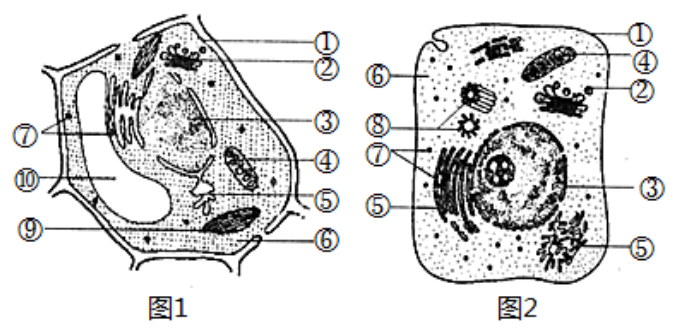 仙人掌的结构示意图图片