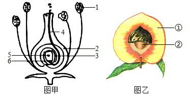 南瓜花的结构示意图图片