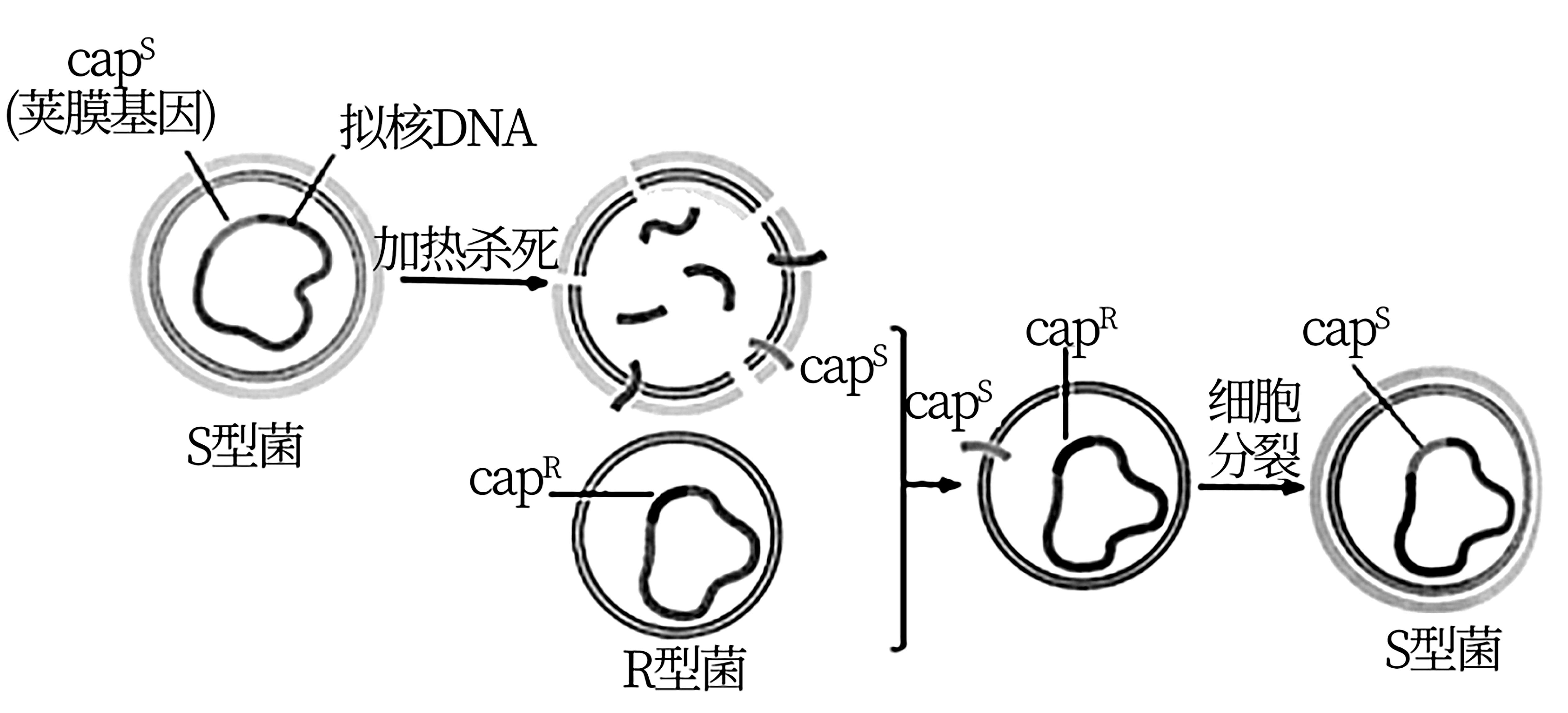 肺炎链球菌结构图图片