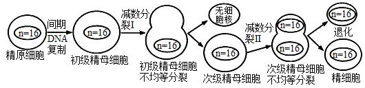 蜜蜂中的雌蜂染色体为2n=32,蜜蜂种群中有蜂王,工蜂和雄蜂,蜂王和工蜂