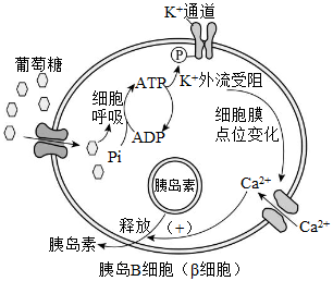 胰岛细胞结构图图片