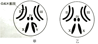 果蝇体细胞有4对染色体