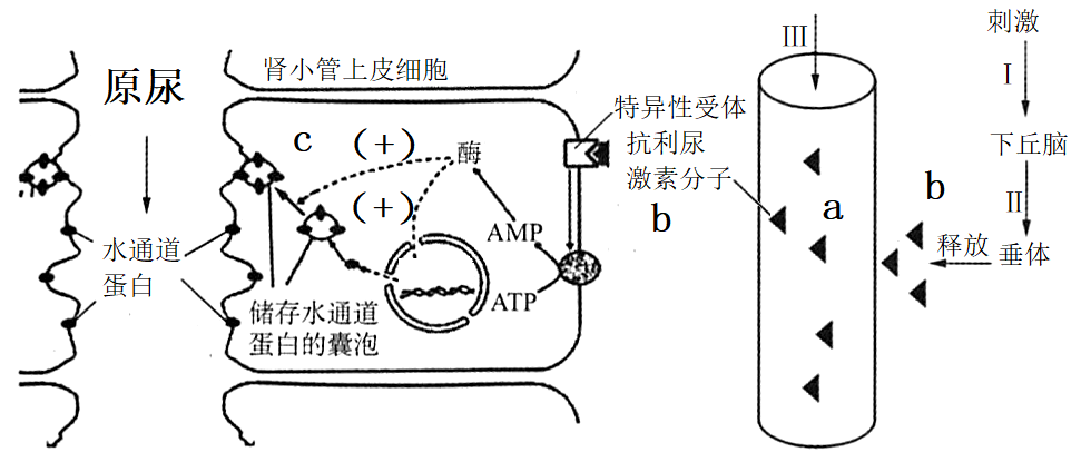 抗利尿激素可促进水通道蛋白的合成及水通道蛋白的囊泡与细胞膜融合