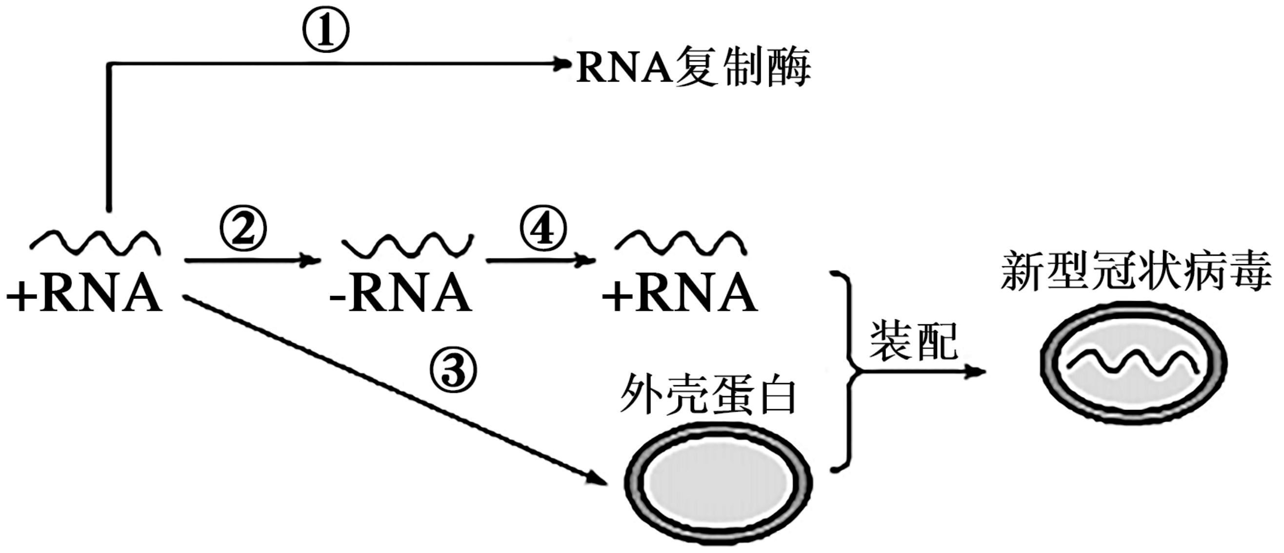 新冠病毒RNA结构图片