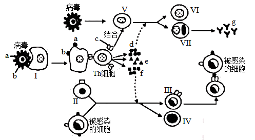 免疫反应过程图解图片