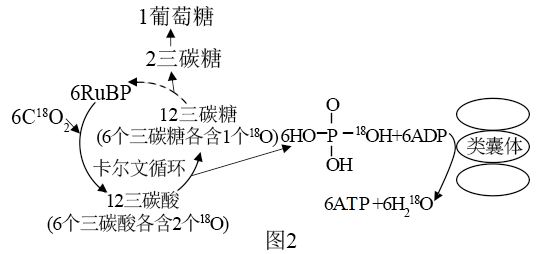 高中生物高三人教版必修1 二 光合作用的原理和應用試題/習題及答案