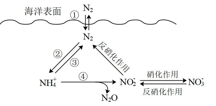 海洋氮循环图片