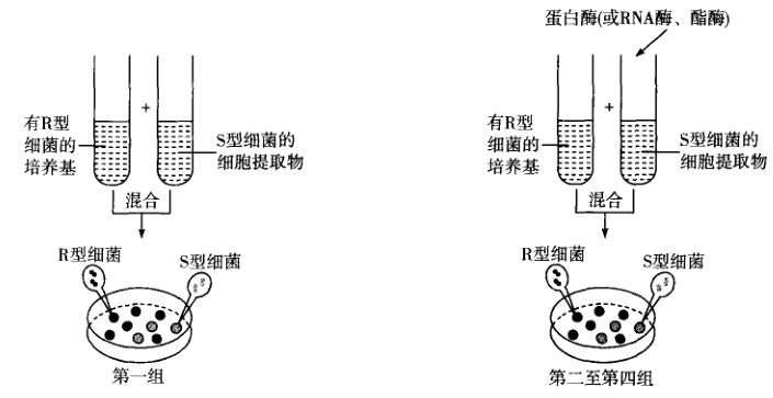 艾弗里将S型细菌图片