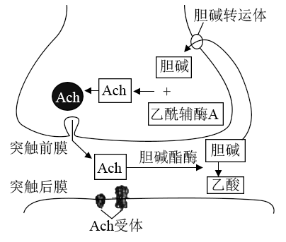 4 如图表示突触结构,其中ach(乙酰胆碱)为神经递质
