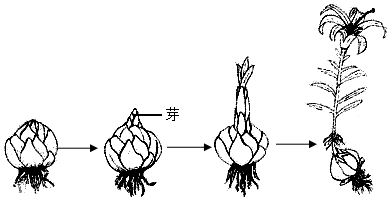 百合是著名观赏花卉,可用鳞茎进行繁殖(如图)