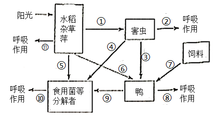 稻鱼鸭共生系统流程图图片