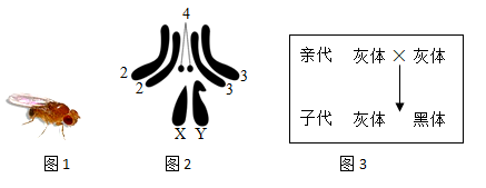 请据图回答:(1)图2所示,果蝇的体细胞中含有3对常染色体和1对性染色体