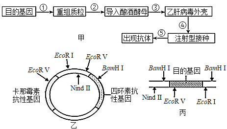 酵母的读音图片