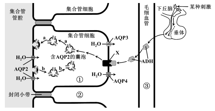 肾内集合管细胞膜上具有aqp2aqp3aqp4等多种水通道蛋白抗利尿激素adh