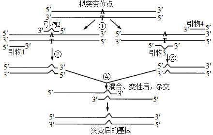 pcr技术三轮循环画图图片