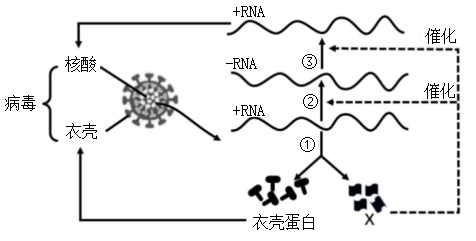 新冠病毒复制过程图图片