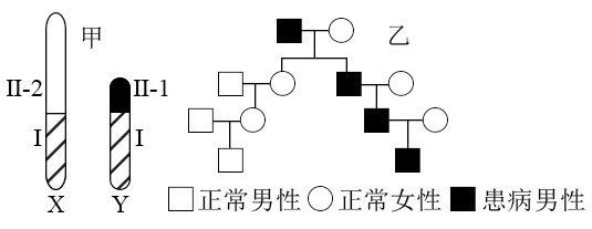 白化病遗传系谱图分析图片