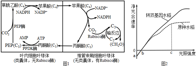 rubisco酶普遍分布于玉米等植物叶绿体中,图1是玉米叶片结构及