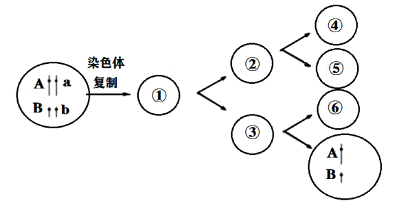 (2①细胞中有______条染色单体,细胞④中有____对同源染色体,细胞⑤