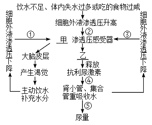 水盐平衡调节 图解图片