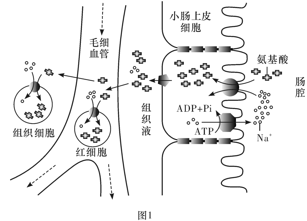 小肠绒毛上皮细胞图片