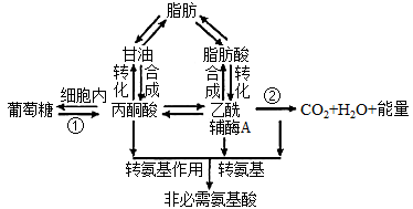 糖类消化吸收过程图图片