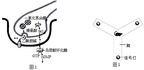 (1)如圖1,乙酰膽鹼以_________________的方式由突觸前膜釋放,與突觸