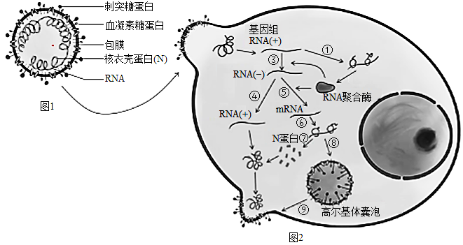 新冠病毒侵染简易图图片