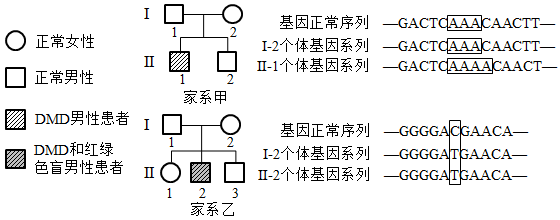 遺傳病甲乙家系中兩患者的外祖父均表現正常家系乙Ⅱ2還患有紅綠色盲