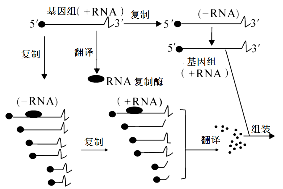 新冠病毒复制过程图图片