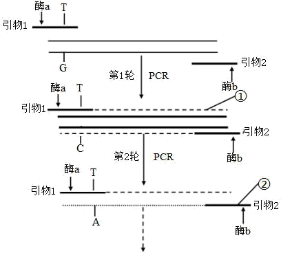 如图为基因工程中获取突变基因的过程,其中引物1序列中含有一个碱基t