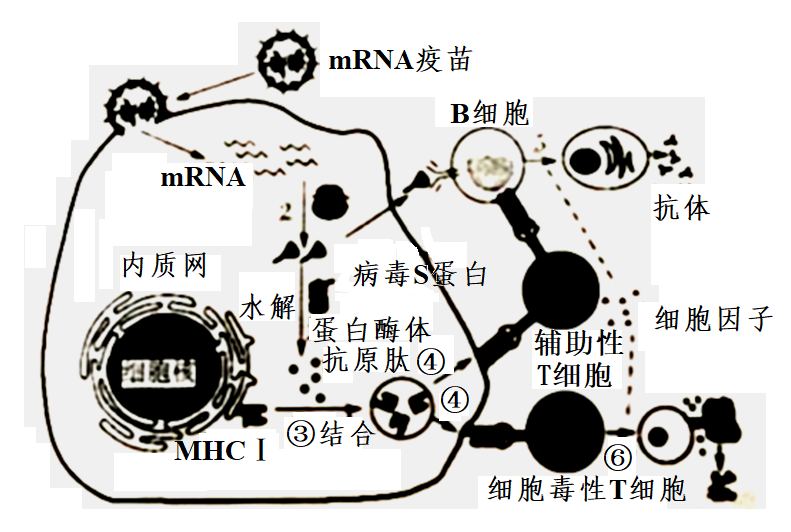 当异体组织,器官被移植到体内某些特定部位(如眼,睾丸,脑)后不被排斥