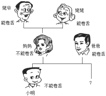 卷舌性状图片