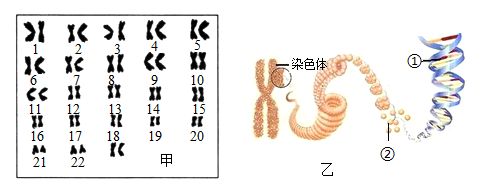 (1)仔细分析图甲可知,该染色体图谱属于人体中