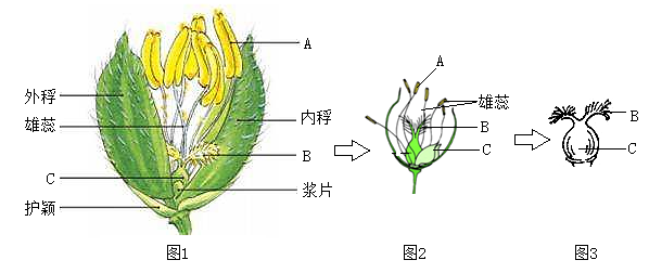 水稻花的主要结构图片