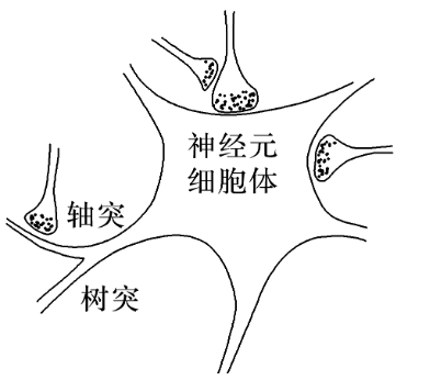 三种突触类型简图图片