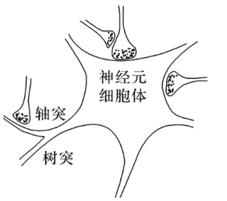 突觸前膜釋放的神經遞質,會引起突觸後膜興奮2022·寧夏·銀川一中