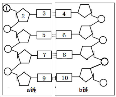 五碳糖结构图图片