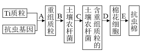 抗虫棉基因工程流程图图片