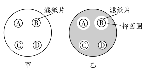 ⑦48小时后取出观察并测量抑菌圈(无细菌生长区域)大小