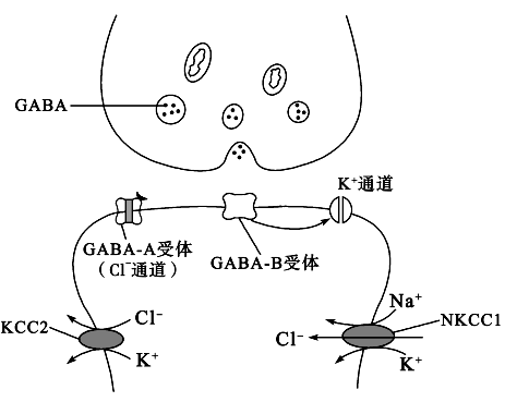 的主要抑制性神经递质,gaba受体主要有gaba