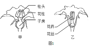 西葫芦株距行距图解图片